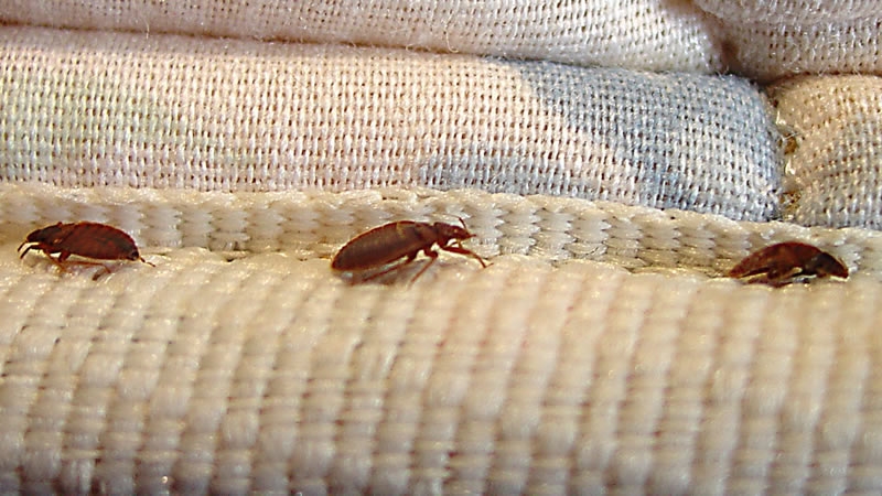 bed bugs on the bed