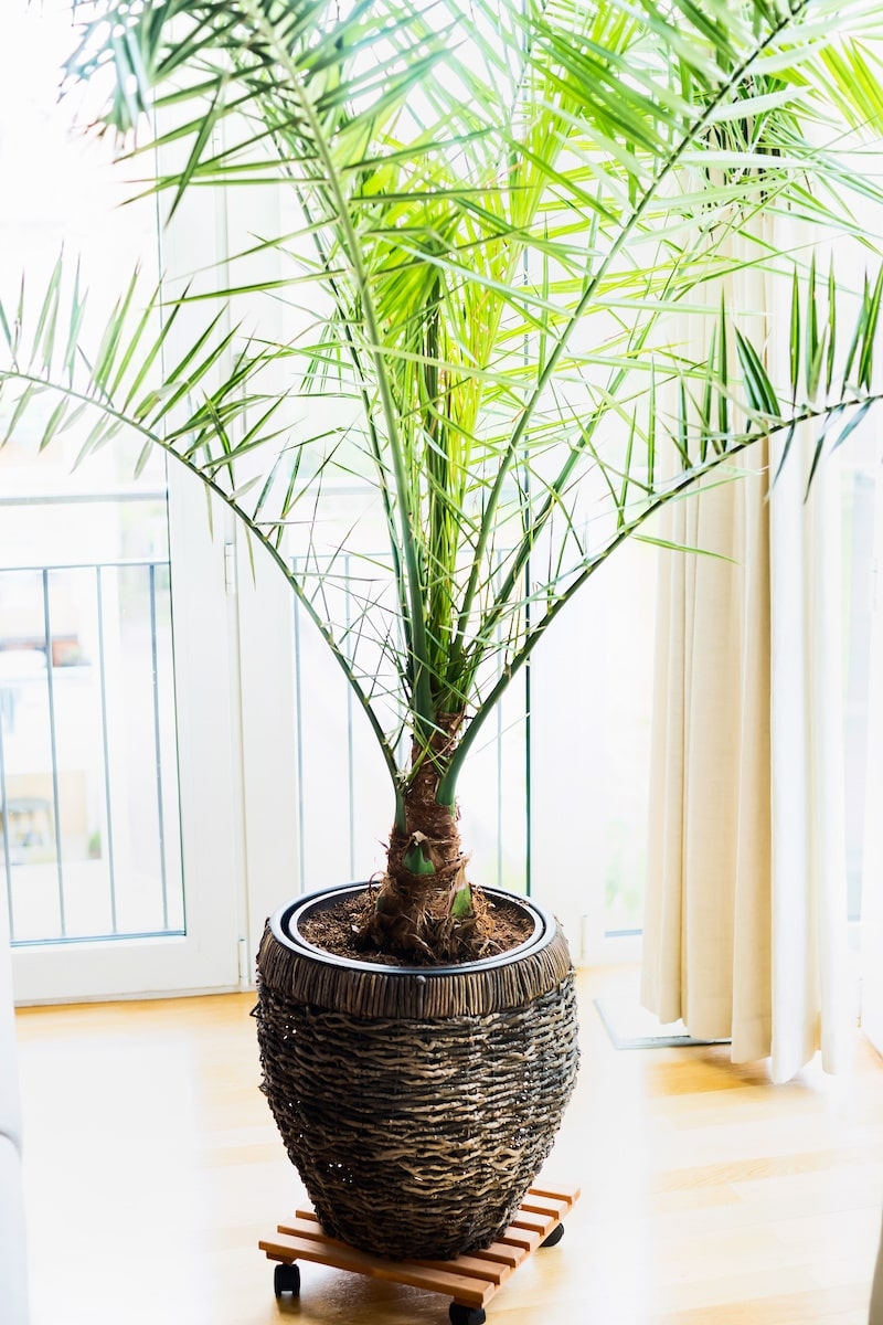 palm tree in a pot kept indoors